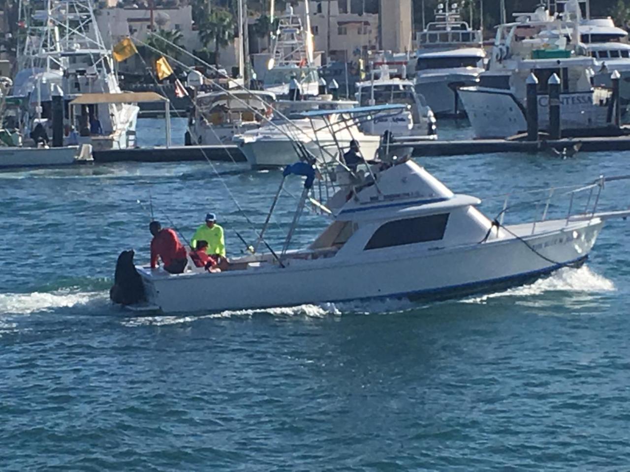 Cabowilson Leilighet Cabo San Lucas Eksteriør bilde